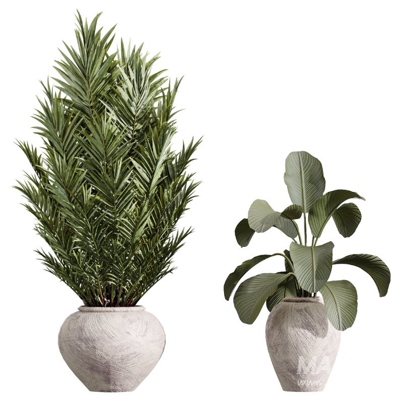 AV Indoor Plants Set 432 Calathea Dragon Palm Ficus Olive - Image 7