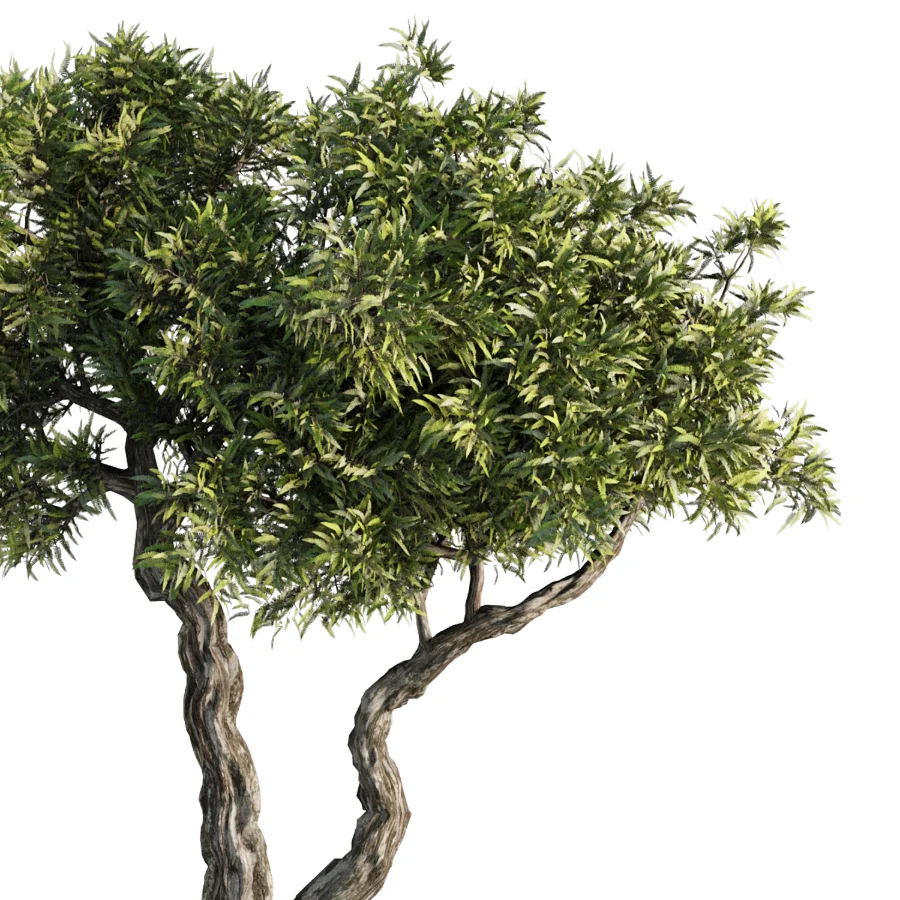 Tree Set42 - Image 4