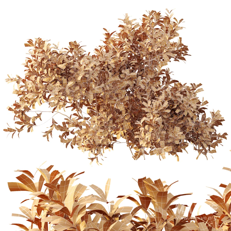 AV Plant Bush Bilberry Vaccinium Myrtillus - Image 6