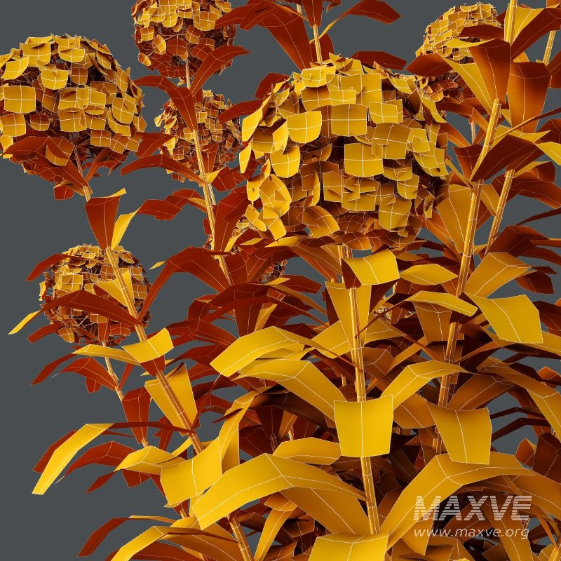 AV Smooth Wild Hydrangea and Lavandula Pedunculata - Image 9