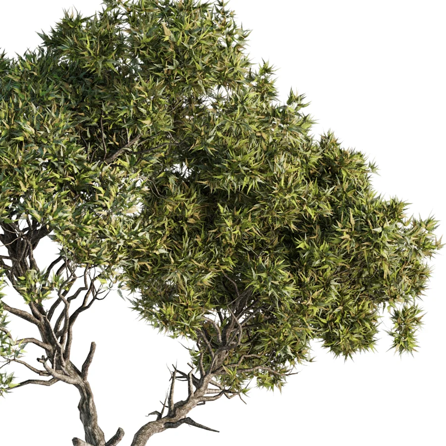 Tree Set44 - Image 4