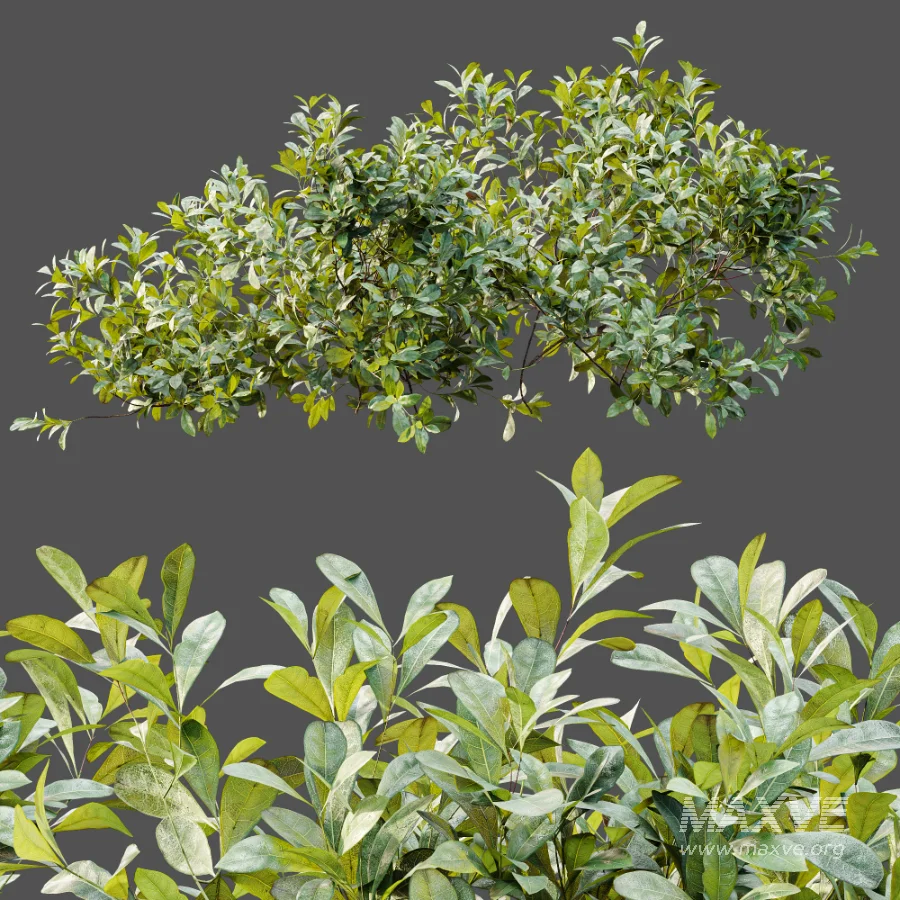 AV Plant Bush Bilberry Vaccinium Myrtillus - Image 9