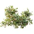 AV Plant Bush Bilberry Vaccinium Myrtillus Flower - Thumbnail 1