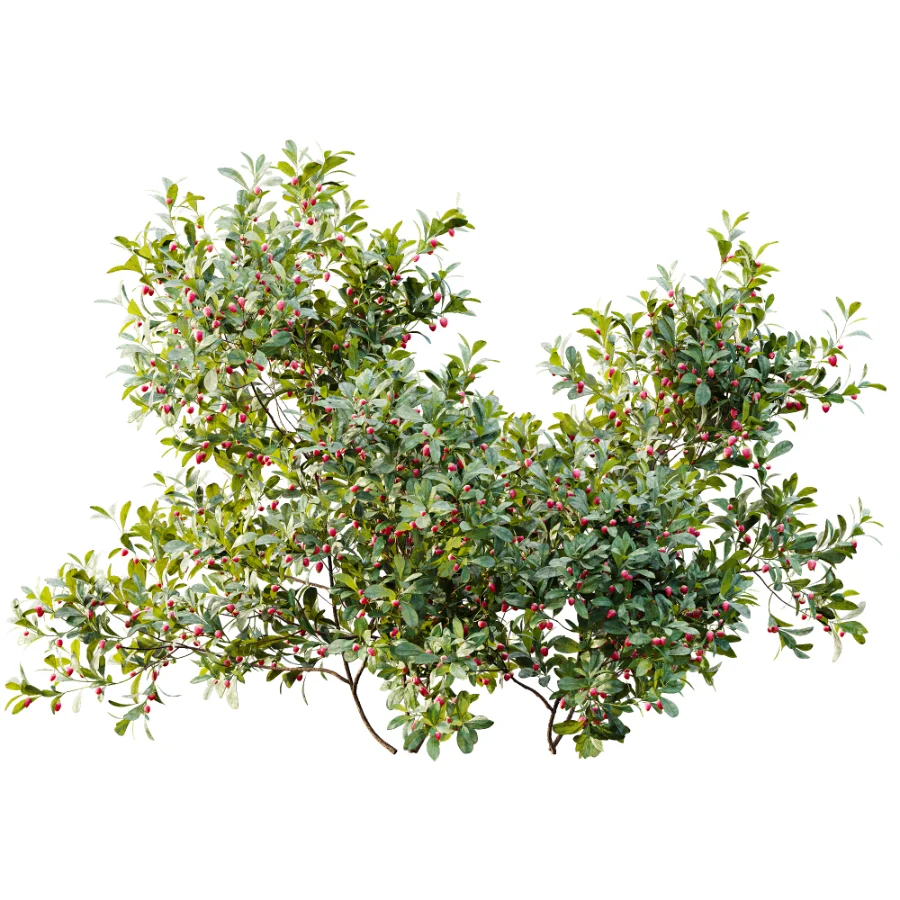 AV Plant Bush Bilberry Vaccinium Myrtillus Flower - Image 1