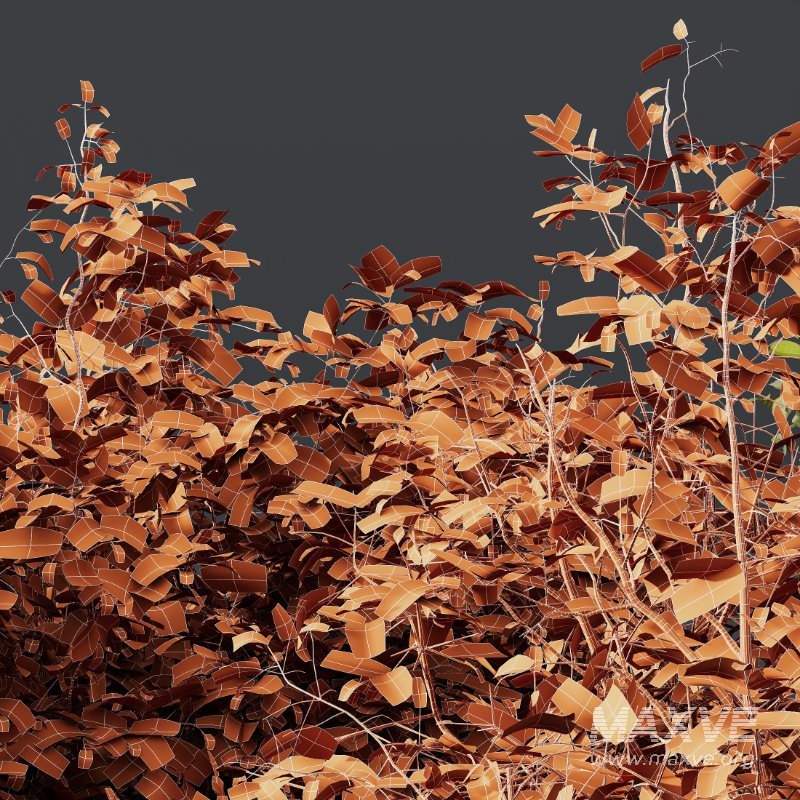 AV Cornus sanguinea and Montra Olive Bush - Image 8