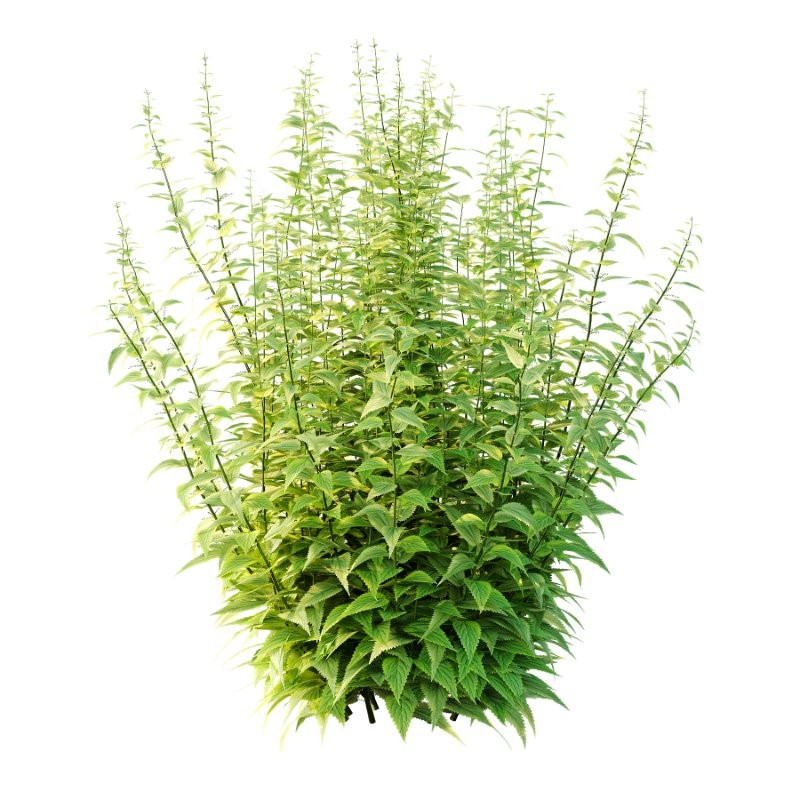 Common Nettle Urtica dioica Plant 02 - Image 1