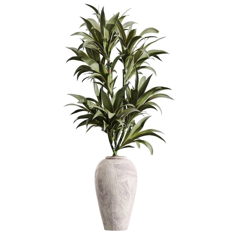 AV Indoor Plants Set 432 Calathea Dragon Palm Ficus Olive - Image 5