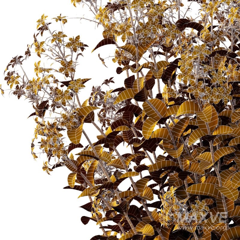 Borago officinalis Plants 02 - Image 5