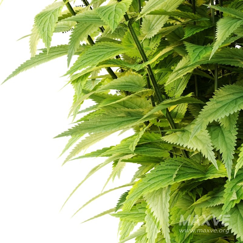 Common Nettle Urtica dioica Plant 02 - Image 3