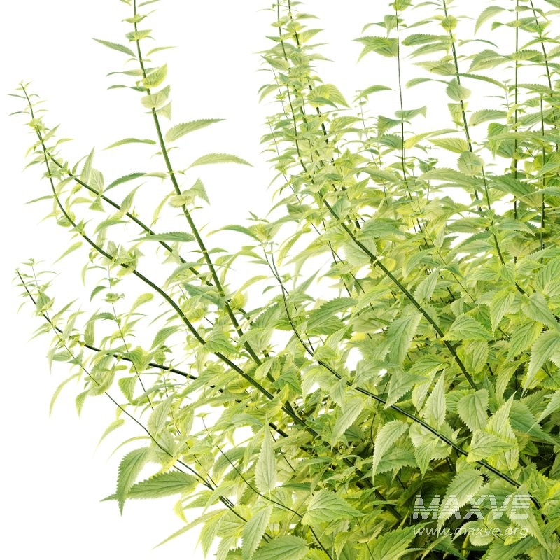 Common Nettle Urtica dioica Plant 03 - Image 4