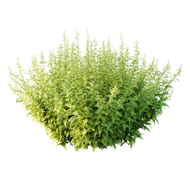 Common Nettle Urtica dioica Plant 03 - Image 3