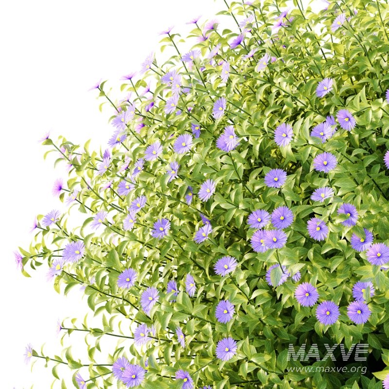 Aster tataricus tatarian aster Plants 03 - Image 2