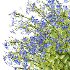 Borago officinalis Plants 03 - Thumbnail 2