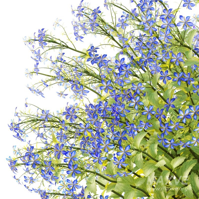 Borago officinalis Plants 03 - Image 2