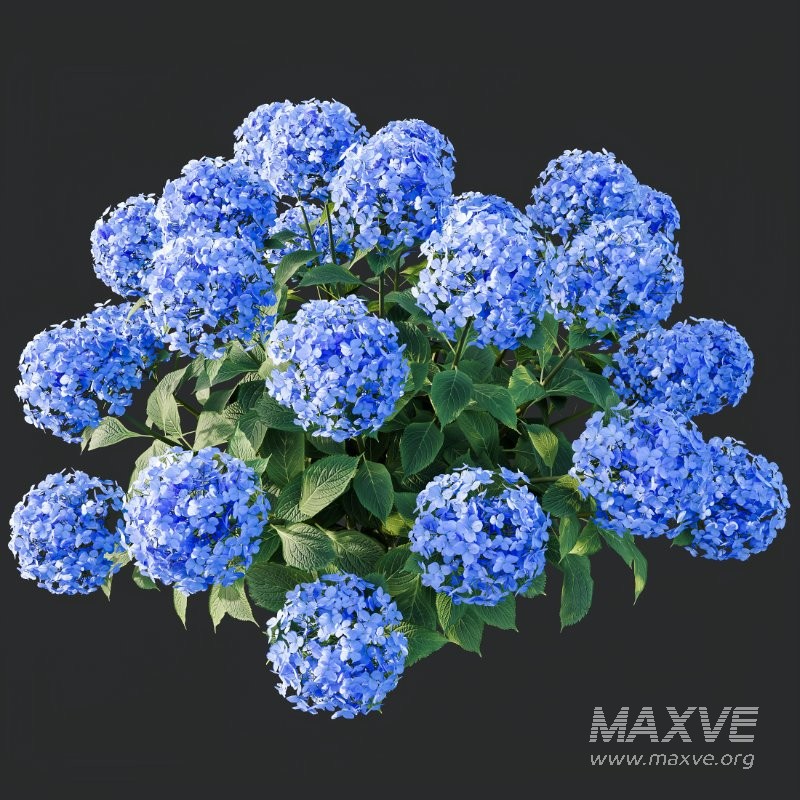 AV Smooth Wild Hydrangea and Lavandula Pedunculata - Image 5