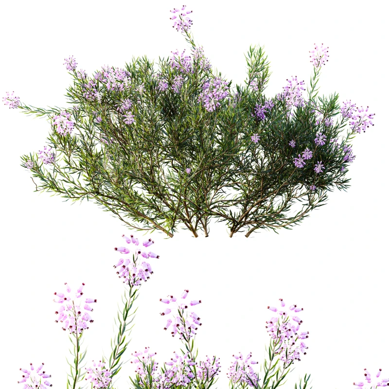 AV Nerium Oleander Laurier Kaner Rose Pink and Wild Erica Multiflora Bruyere Fiche - Image 2