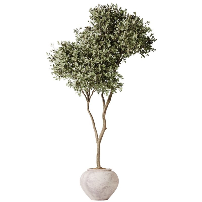 AV Indoor Plants Set 432 Calathea Dragon Palm Ficus Olive - Image 1