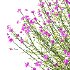 Verbena Bonariensis Plant 04 - Thumbnail 3