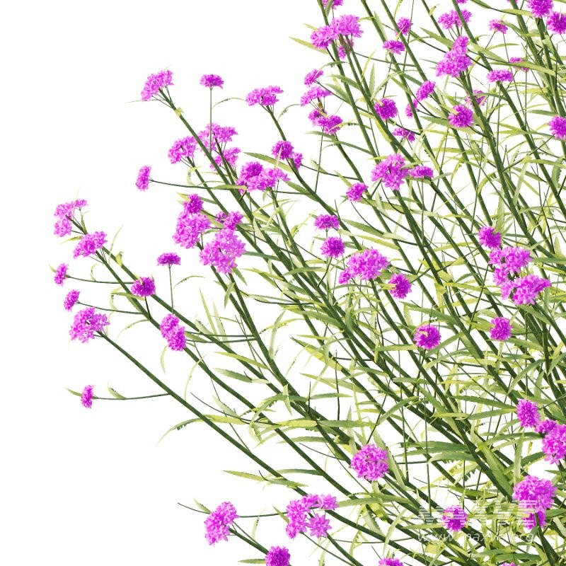 Verbena Bonariensis Plant 04 - Image 3