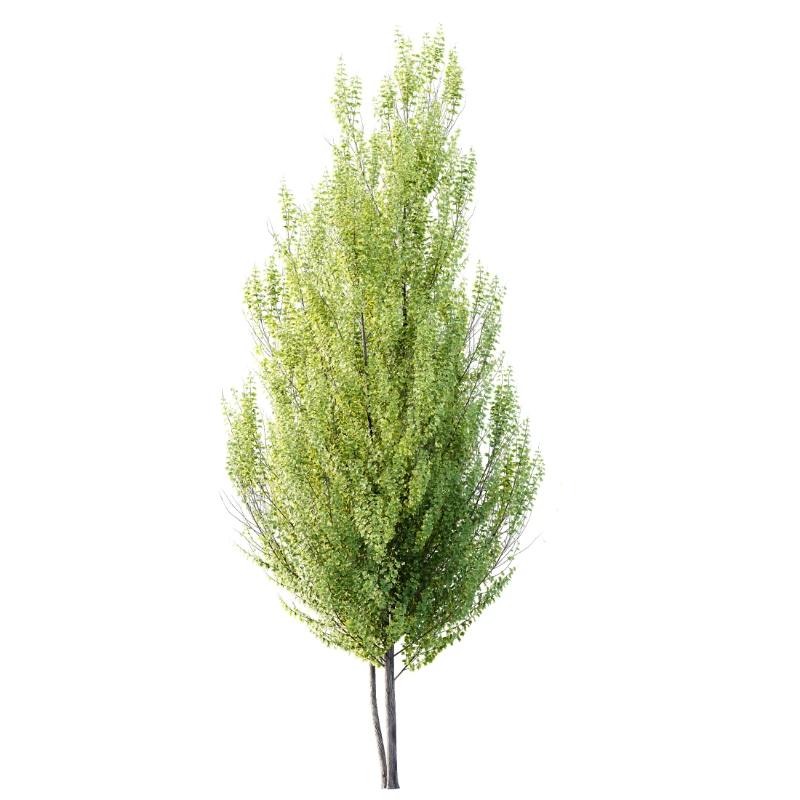 AV Acer X freemanii Freeman Maple Sapindaceae Autumn Blaze - Image 2