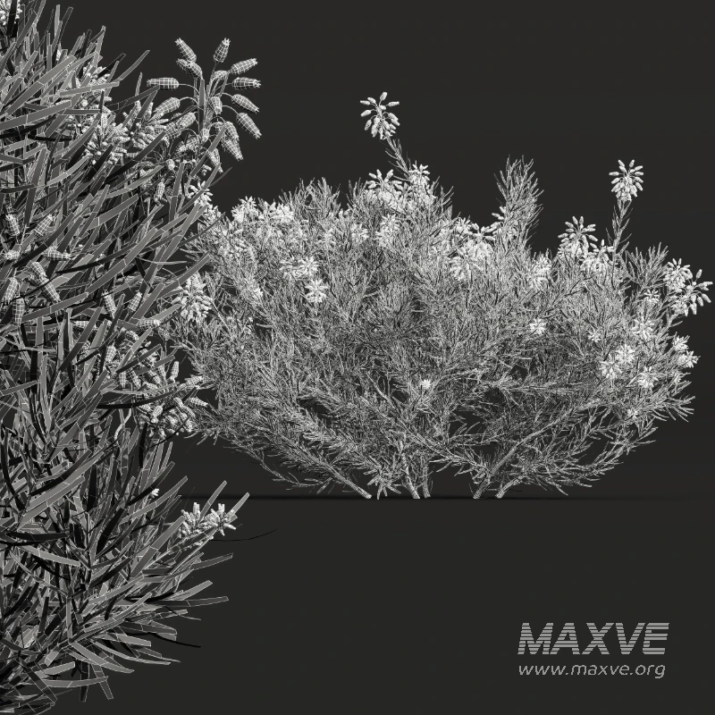 AV Nerium Oleander Laurier Kaner Rose Pink and Wild Erica Multiflora Bruyere Fiche - Image 12