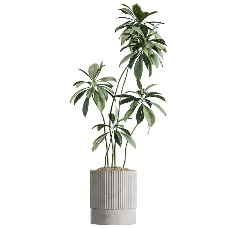 AV Indoor Plants Set 431 Ficus Olive Banana ParadiseBird - Image 3