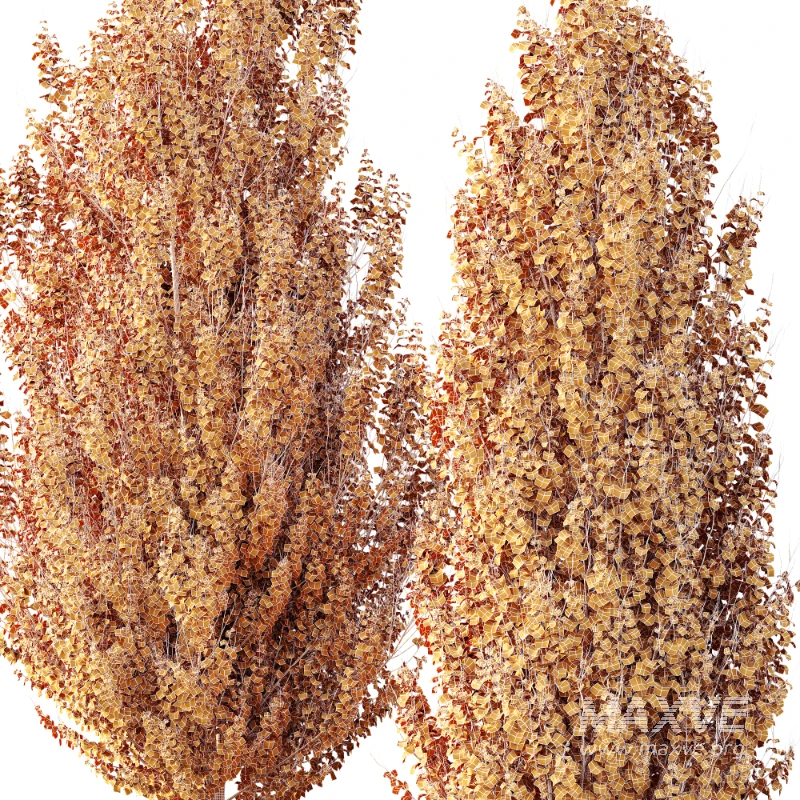 AV Acer X freemanii Freeman Maple Sapindaceae Autumn Blaze - Image 6