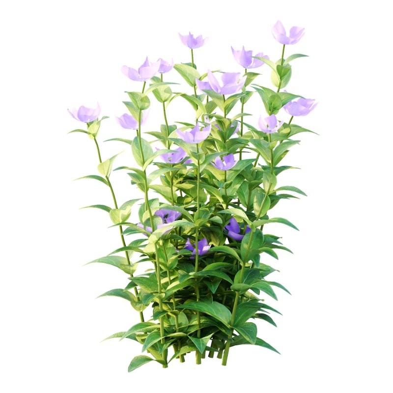 Vinca Minor Plant 01 - Image 5