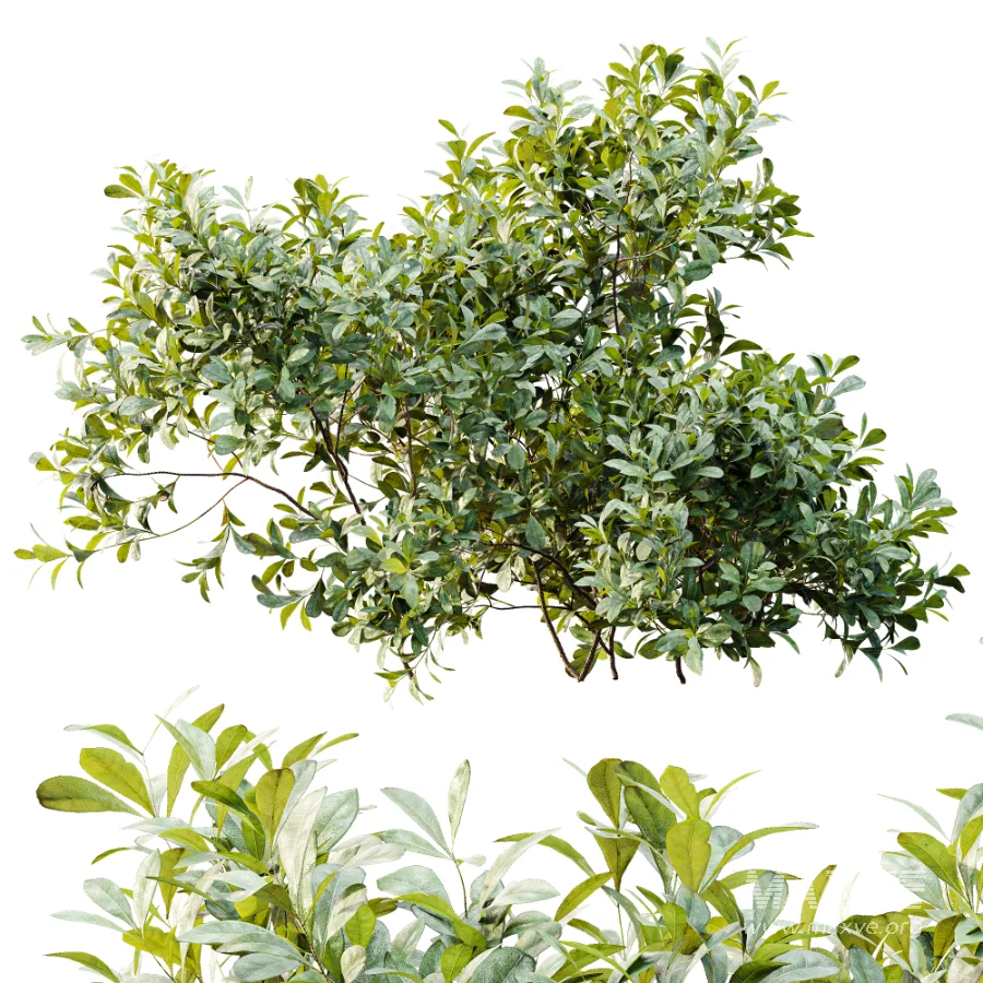 AV Plant Bush Bilberry Vaccinium Myrtillus - Image 5