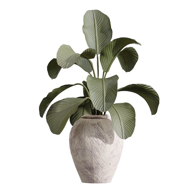 AV Indoor Plants Set 432 Calathea Dragon Palm Ficus Olive - Image 2