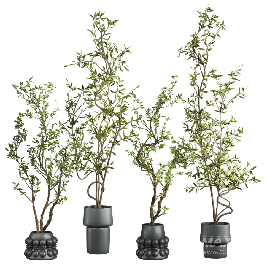 potted tree plants - Image 1