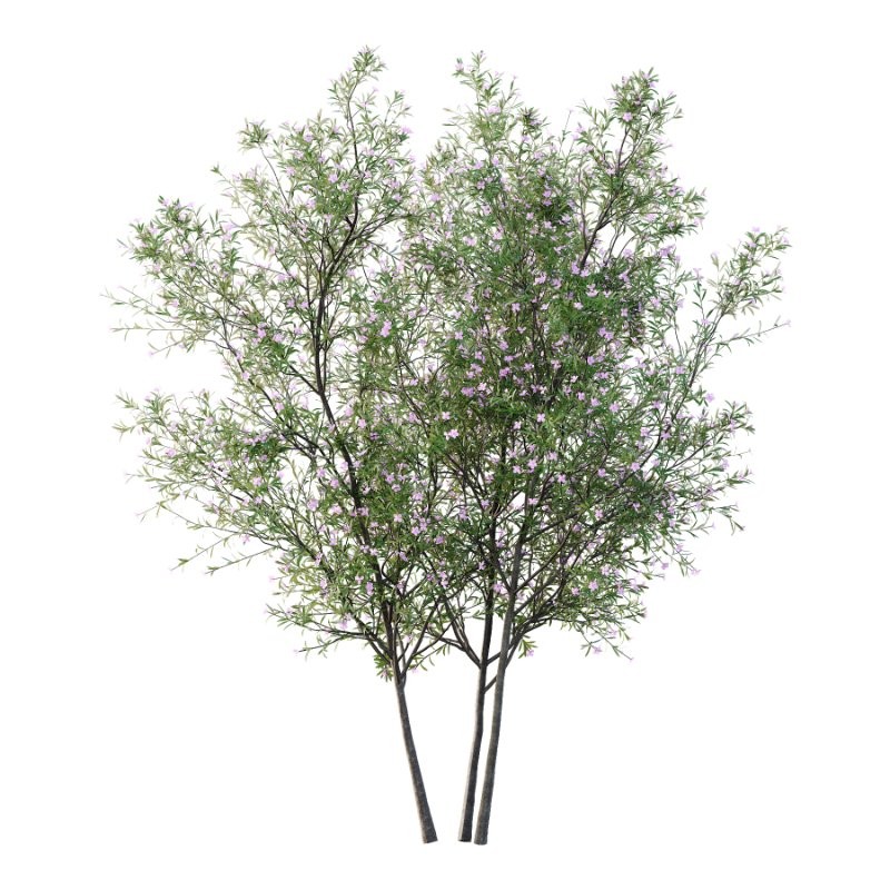 nerium oleander pink tree 01 - Image 3