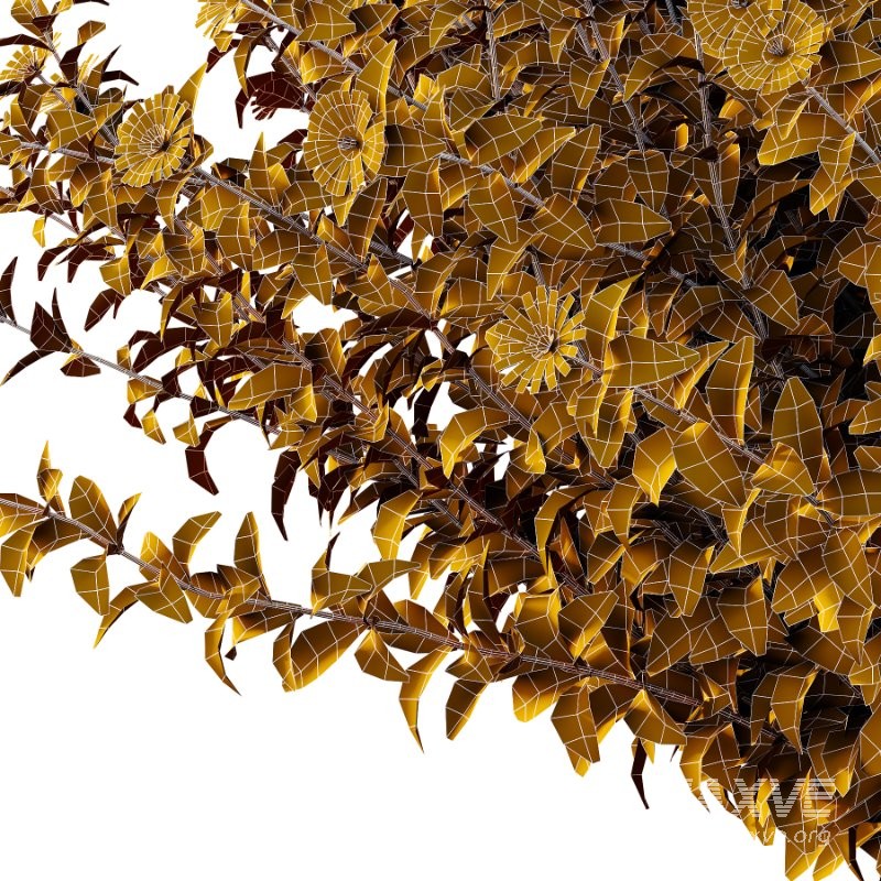 Aster tataricus tatarian aster Plants 02 - Image 3