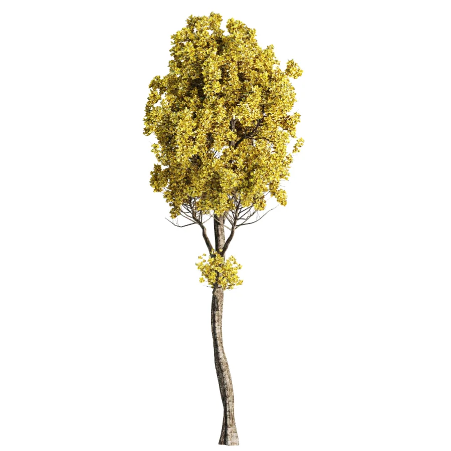 Tree set45 - Image 2