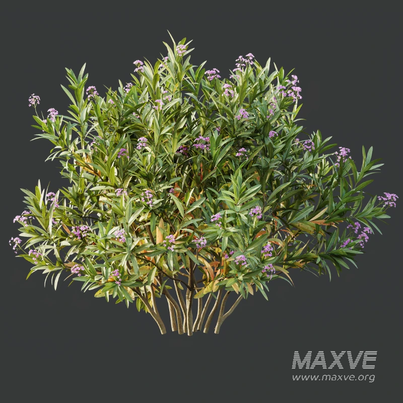 AV Nerium Oleander Laurier Kaner Rose Pink and Wild Erica Multiflora Bruyere Fiche - Image 1