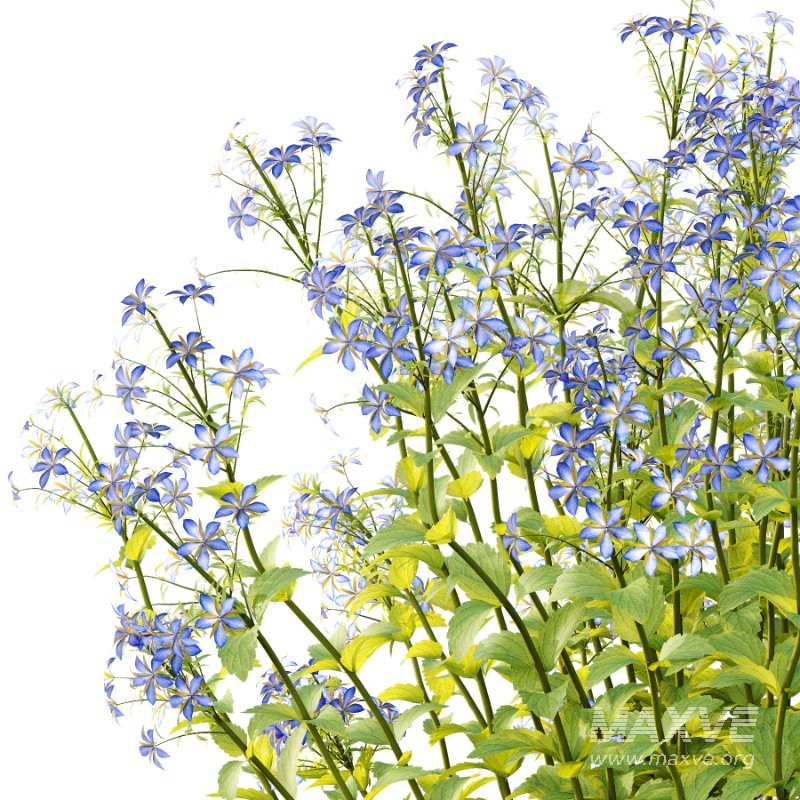 Borago officinalis Plants 02 - Image 4