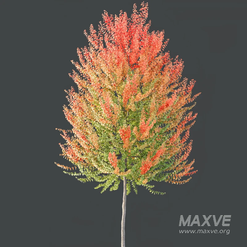 AV Acer X freemanii Freeman Maple Sapindaceae 01 - Image 5