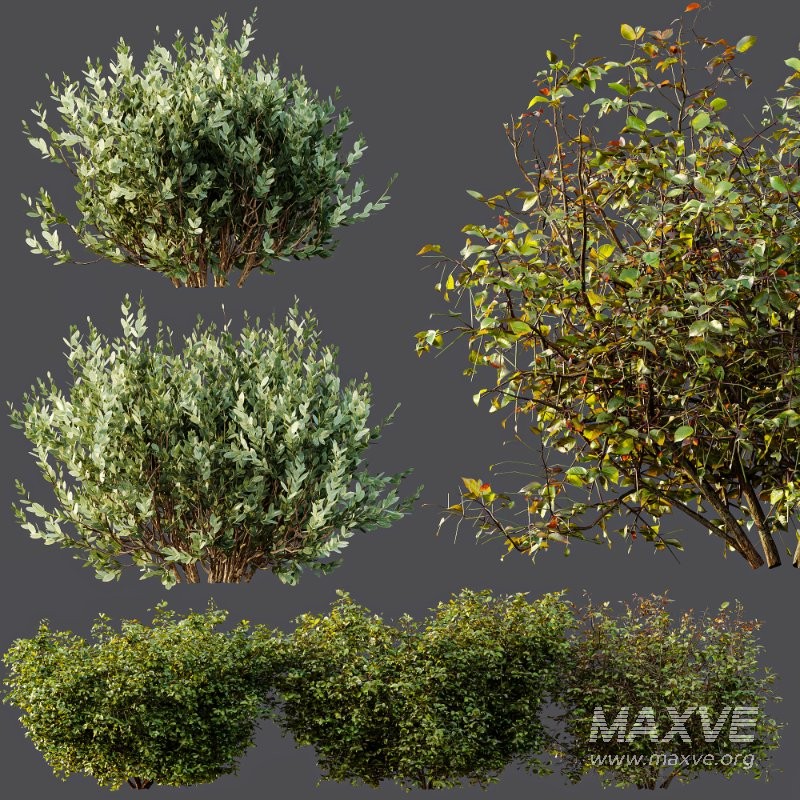 AV Cornus sanguinea and Montra Olive Bush - Image 6