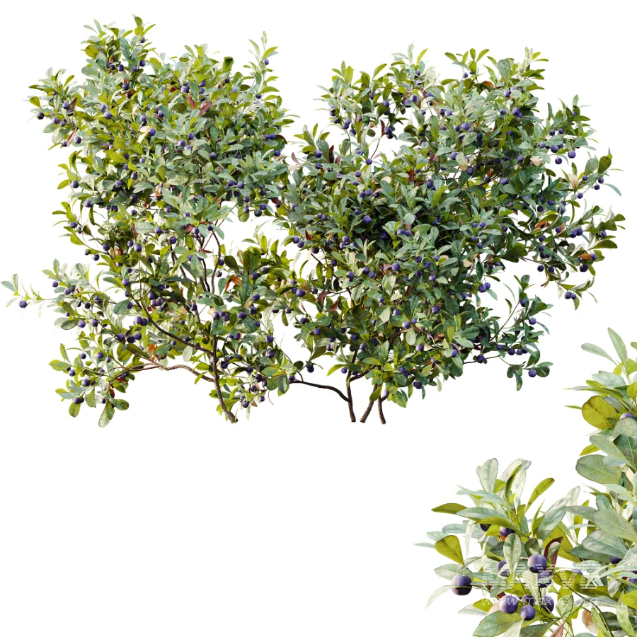 AV Plant Bush Bilberry Vaccinium Myrtillus Fruit - Image 4