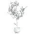 potted tree plant - Thumbnail 4