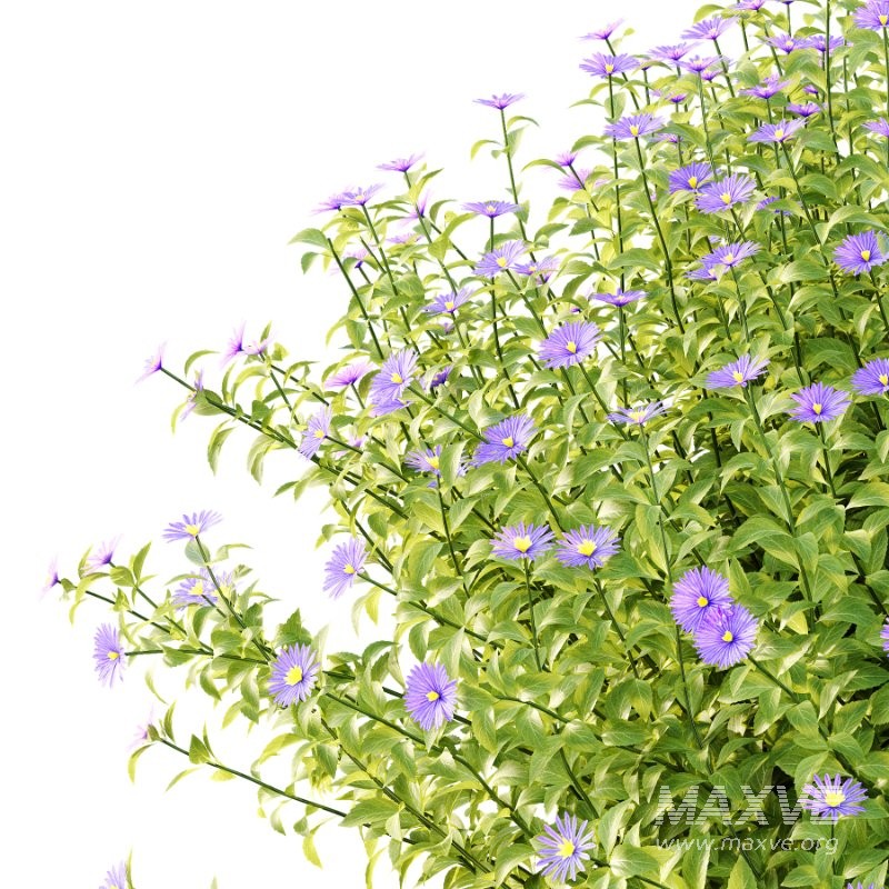 Aster tataricus tatarian aster Plants 02 - Image 2