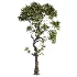 Tree Set39-Urban tree - Thumbnail 2