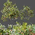 AV Plant Bush Bilberry Vaccinium Myrtillus Flower - Thumbnail 6