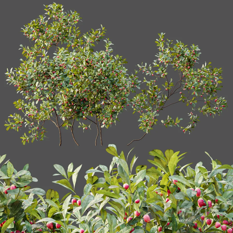 AV Plant Bush Bilberry Vaccinium Myrtillus Flower - Image 6