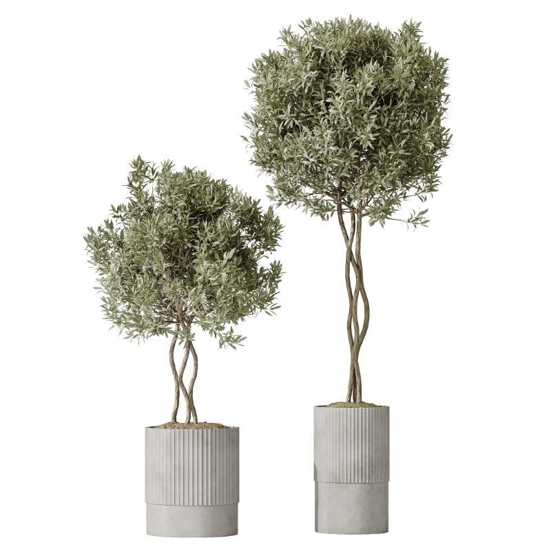 AV Indoor Plants Set 431 Ficus Olive Banana ParadiseBird - Image 6