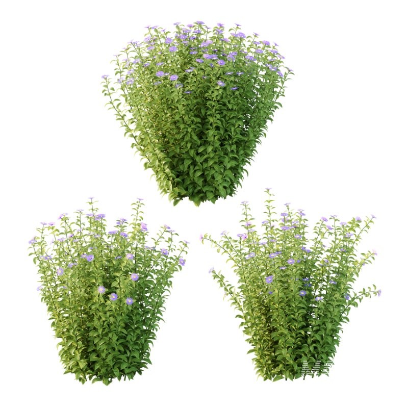 Aster tataricus tatarian aster Plants 01 - Image 1