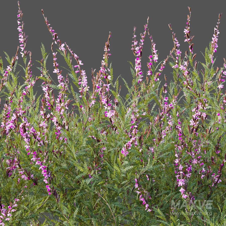AV Plant Bush Purple Heather Calluna Vulgaris - Image 1