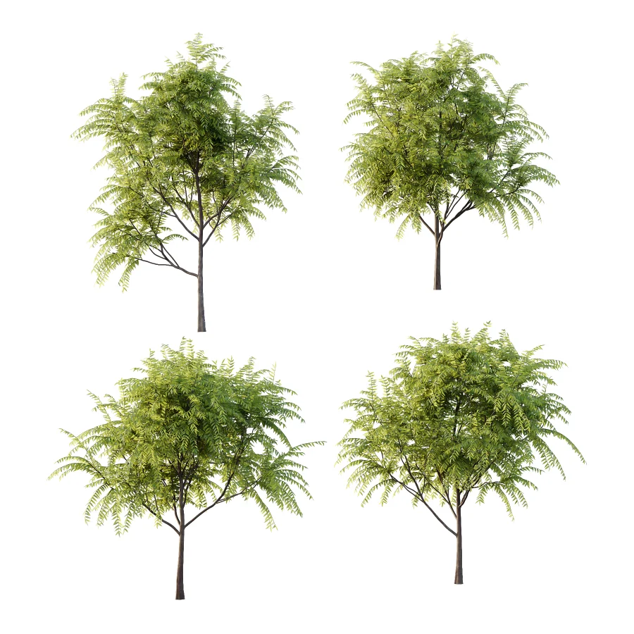 Averrhoa bilimbi Tree 01 - Image 1