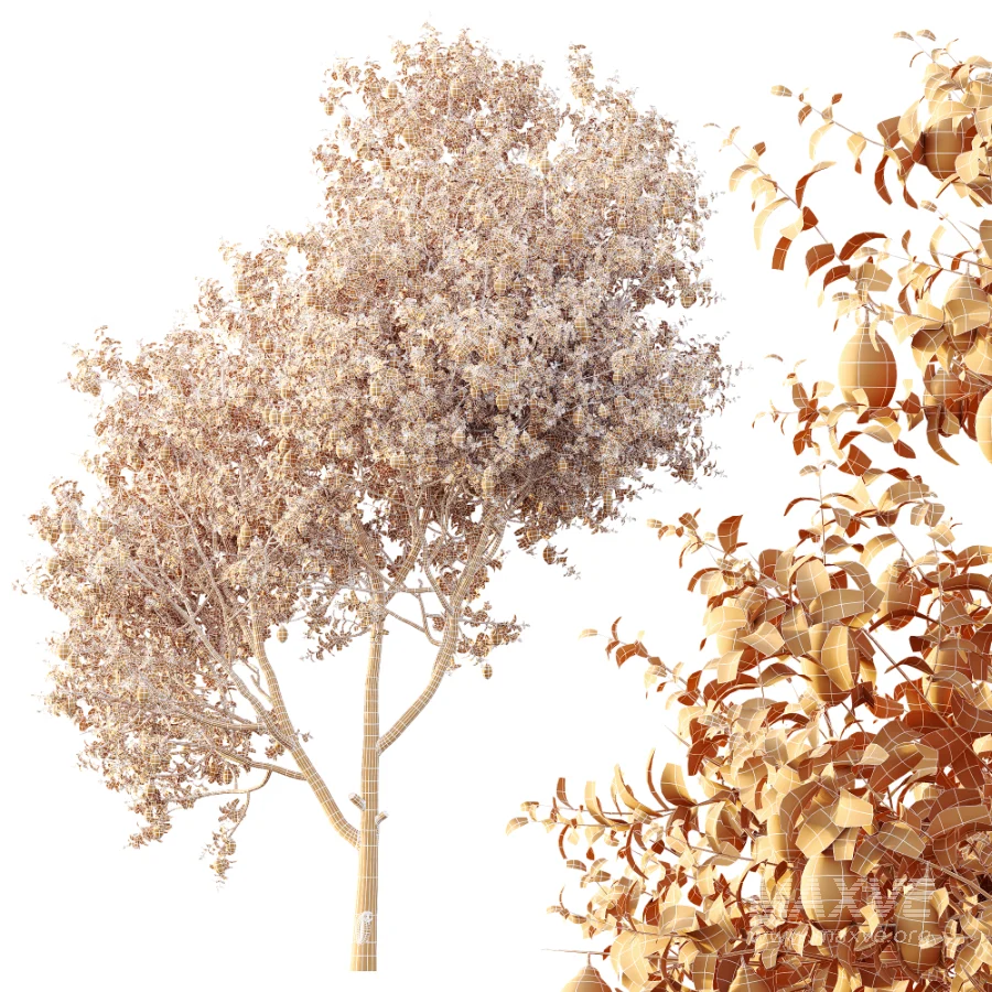 AV Plants Citrus Meyer Lemon Orange Version02 - Image 7