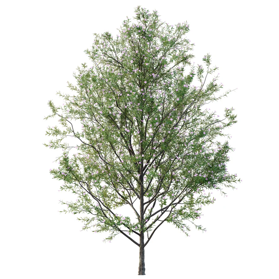 nerium oleander pink tree 02 - Image 2